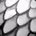 Cobra Scales